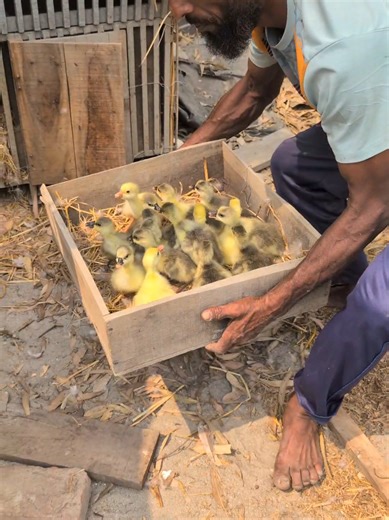 Gosling Hatch Day Celebration on the Farm