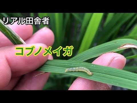 コブノメイガにお気を付けください。