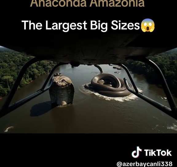 Anaconda Amazonia: The Largest Snake in the World