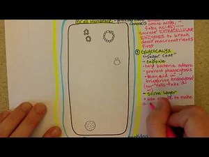 Bacterial Cell Structure, Part 1