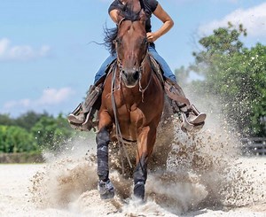 Dave Moore Reining - Sheridan Oaks Stables
