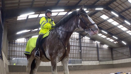 Greater Manchester Police force recruits its biggest horse