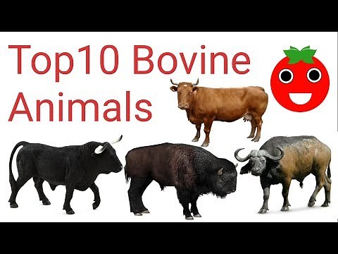 Top10 Different Type Of Bovine Animals🍅