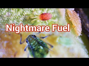 Common Houseplant Pests Under a Microscope