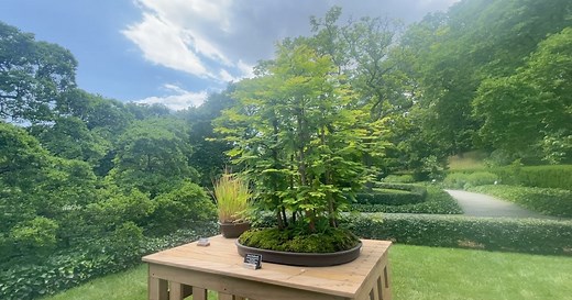 New exhibit shows off Brooklyn Botanic Garden's bonsai collection