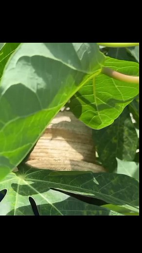 42K views · 2.7K reactions | UDUGU UMEVIMBIWA USEMI KWELI@ANKO MAFIX | Anko Mafix | Facebook