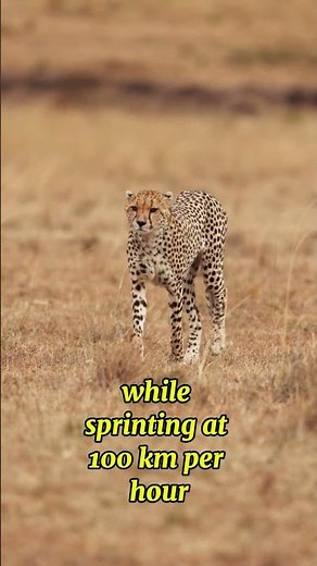 Why Cheetahs Can’t Roar 🐆 | Amazing Animal Facts