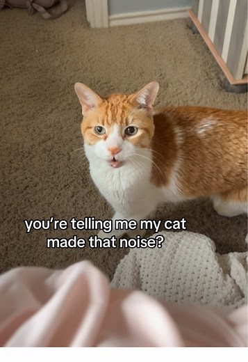 Understanding Unique Cat Noises: Chattering and More