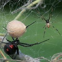 Black Widow Infestation (Ways To Get Rid Of Them)