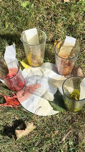 This family-friendly science experiment is an easy way to show kids the different pigments that contribute to fall's beautiful colors. | Minnesota State Parks and Trails