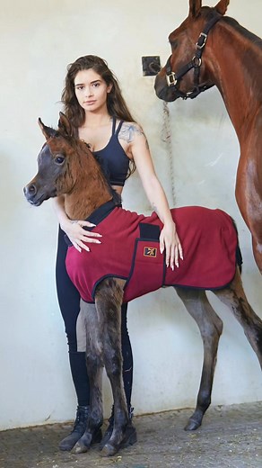 עודה שיווק ציוד סוסים on Reels