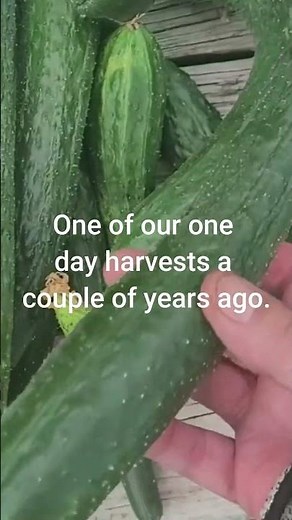 The Cucumbers Are Doing Great - China Jade Cucumbers #cucumber #gardening