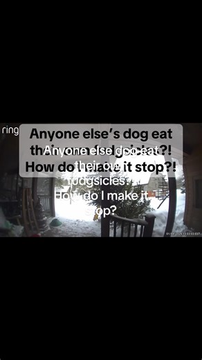 Whyyyyy does my dog eat her frozen poop?! She doesn’t eat it in the summer! #dogproblems #bmd #bernersoftiktok #bernesemountaindog #helpme