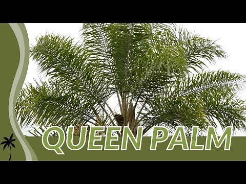 Our Quick Review of QUEEN PALM (Syagrus romanzoffiana)