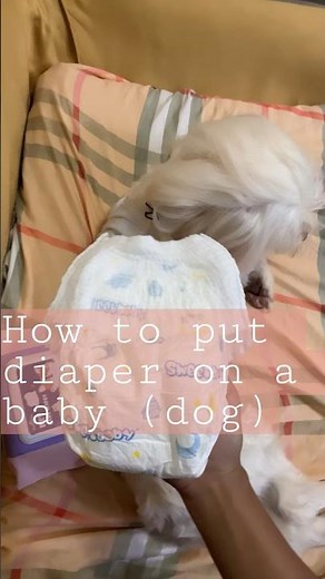 How to diaper a baby dog. #maltipoo #dog #how #howto