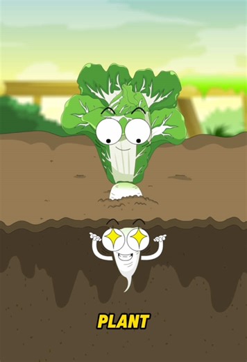 Why can Chinese cabbage grow on top of a radish?