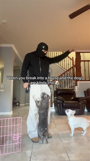 Chill Dogs: The Relaxed Canine Vibe