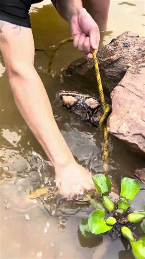 Incredible Survival: Man Faces Massive Creature in the Water! 😱