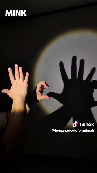 Enter your own shadow puppet for a chance to win a trip for 2 to the Great Bear Rainforest!