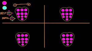 Electrical conduction in heart cells