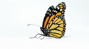 Butterfly, Monarch, Lepidoptera. Free Stock Video