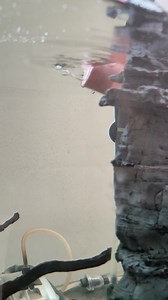 319K views · 430 reactions | Amazing DIY fish!  | Science, Tech and Universe | Facebook