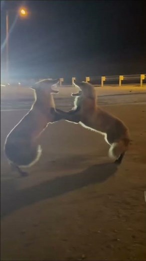 Two foxes fight over sausage in Vladivostok