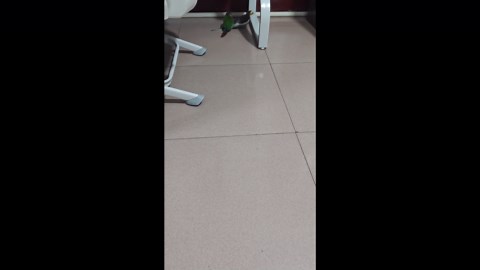 Playful parakeet pulls on friend’s tail in Jilin, China