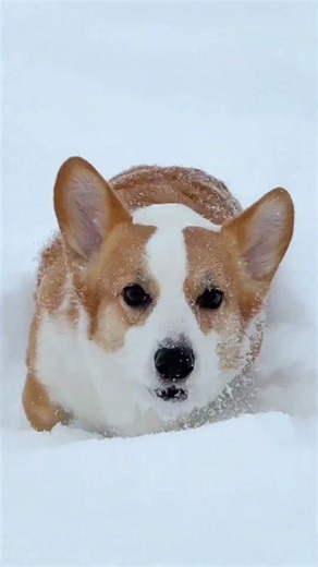 Corgi Snow Sprint! ❄️🐶Two Fluffy Rockets Having the Time of Their Lives #corgi #corgipuppy #cutepets