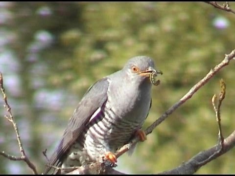 le coucou , l'oiseau invisible