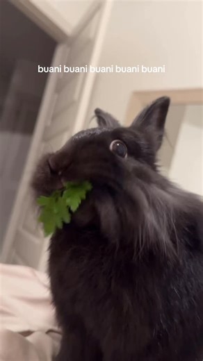 Kodak the Lionhead 🖤 on Instagram: "up close but I’m a buani 🐰 #bunnybunny #bunnylife #reels #freeroamrabbit #binkybunny #zoomies #rabbiteating #bunnyrabbit"
