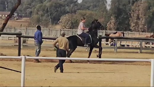 The Proud Stallion: A Majestic showcase of South African Equestrian Excellence
