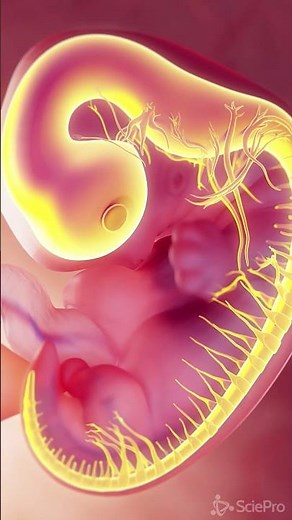 Nervous system of a fetus at week 7 #anatomy #3dmodel #meded