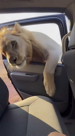 Lion Learns to Open Car Door!