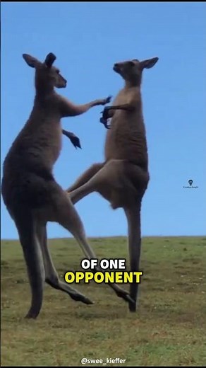 The WILD BOXING DUEL for Power and Survival | Kangaroo Fight #animalfacts