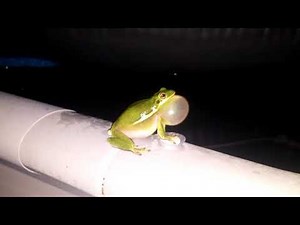 A frog's throat expansion