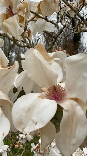 Magnolia kobus/Магнолия кобус/#shorts