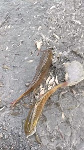 148K views · 2.6K reactions | Best river fishing | Fishing Village | Facebook