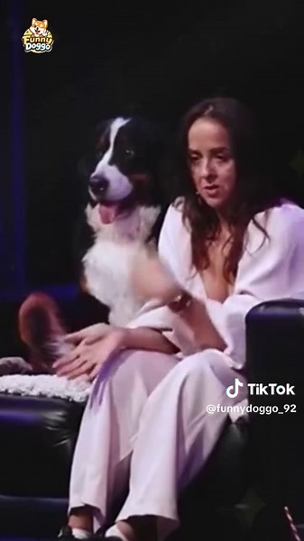 The funniest Bernese Mountain Dog today #bernesemountaindog #funnydog #dogreaction #doglife #petsoftiktok 🐾