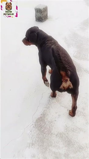 the rott daster shorts #dog #rottweiler #shorts #viral