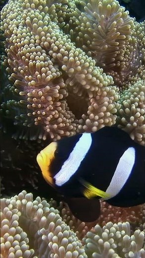 Explore the vibrant underwater life and coral reefs in the Maldives