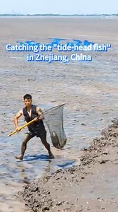🐟🐠 In Zhejiang, China, catching the "tide-head fish" is a traditional custom among residents along the Qiantang River. When the tide rolls in, people rush to chase it and scoop up fish that have been stunned by the surging waters. This practice is seen as a symbol of the Chinese spirit of courage and boldness. 💪Participants display incredible explosive strength, precise movements, and lightning-fast reflexes. In just over 20 seconds, two large fish were effortlessly caught in the net! 👏 #Chi