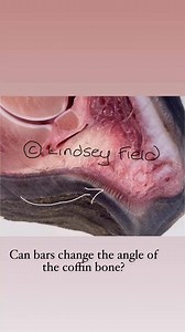 The study of the equine hoof on Reels