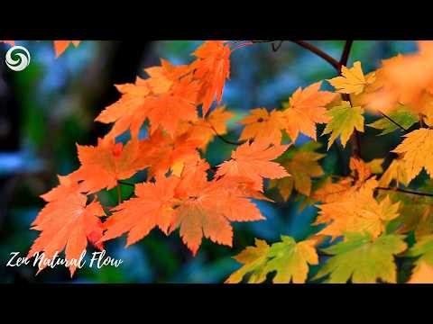 Relaxing Piano Music Autumn Leaves Ambience | Peaceful Fall Background for Sleep, Study & Meditation