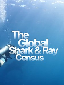 Global Shark & Ray Census: How to Log Sightings on Every Dive