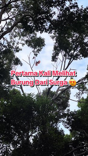 Melihat Burung Dari Surga: Keajaiban Cendrawasih Merah