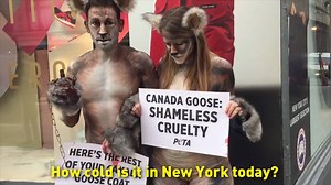 When coyotes show up to Canada Goose in #NYC asking for their fur back… | PETA (People for the Ethical Treatment of Animals)