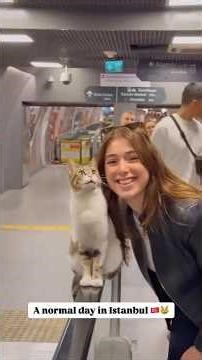 Istanbul's subway cat Cat the Artist