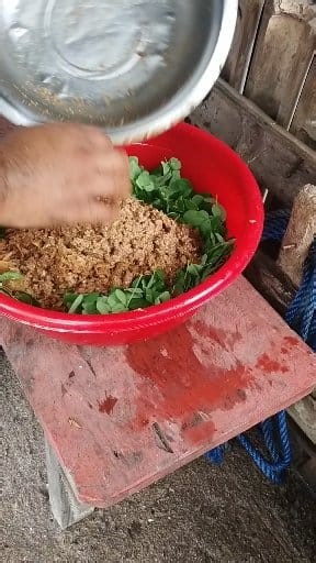4.3K views · 80 reactions | Malunggay alternative feeds para sa aking native pig #alternative #feed #backyardfarming | KaIsla Vlog Ph | Facebook