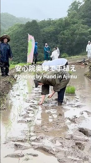Hand-planting rice in the remote depths of Ajimu #AbeFarm